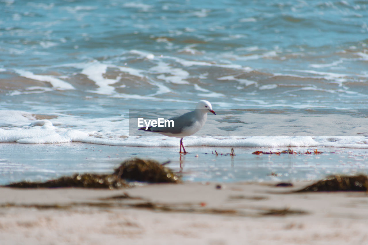 Seagull at beach