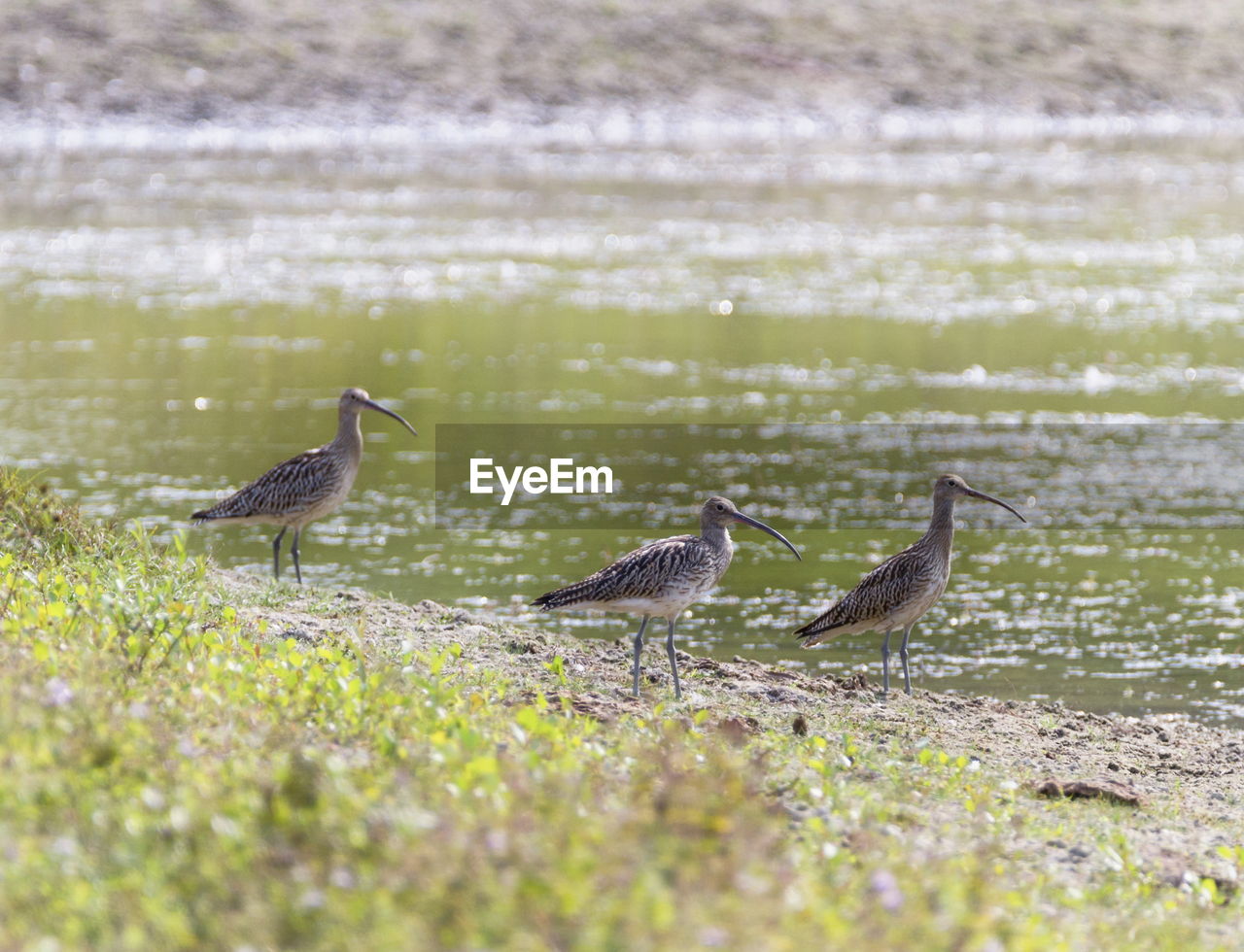 Three eurasian curlew, numenius arquata, birds near a pond, neuchatel lake, switzerland