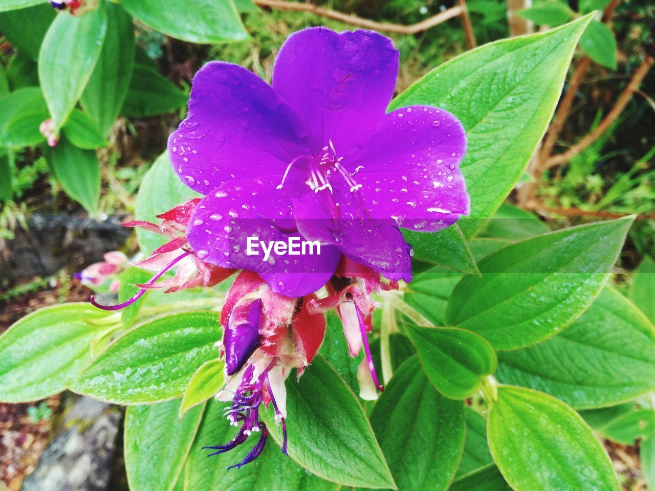 CLOSE-UP OF WET PURPLE FLOWER BLOOMING IN PARK