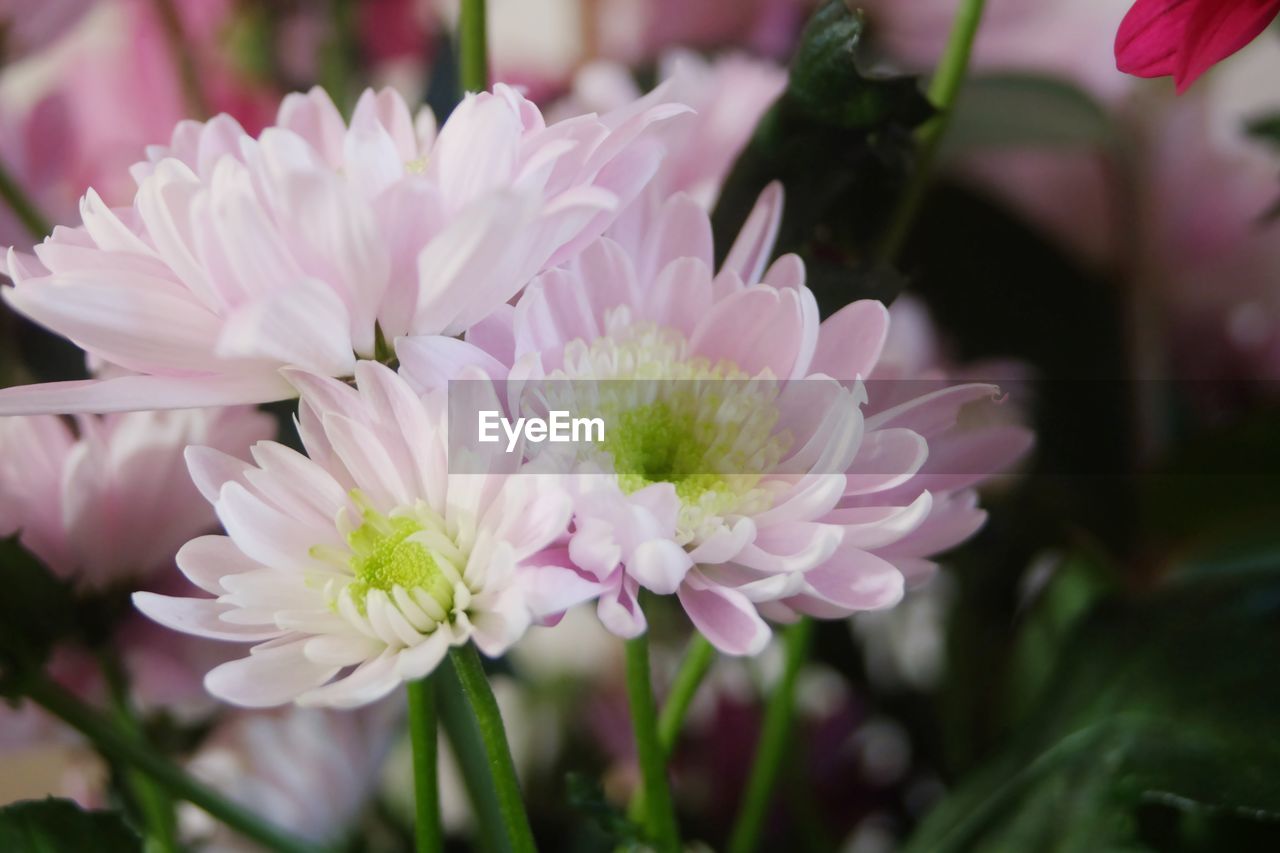 CLOSE-UP OF PINK FLOWERS