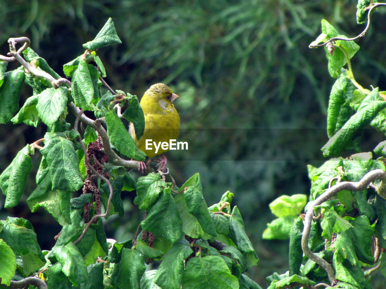 Close-up of bird perching on a plant