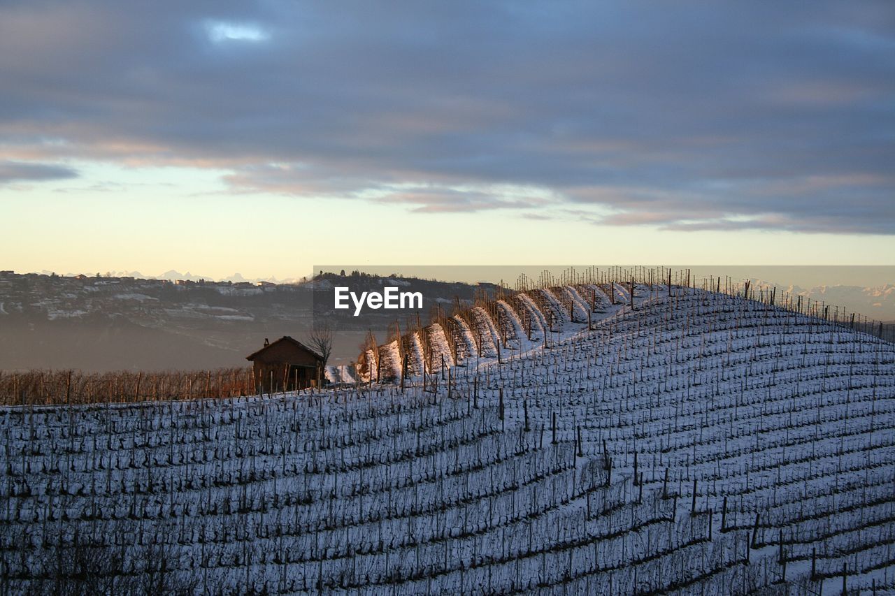 View of vineyard against sky during sunset