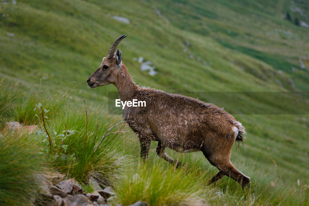 DEER STANDING ON FIELD