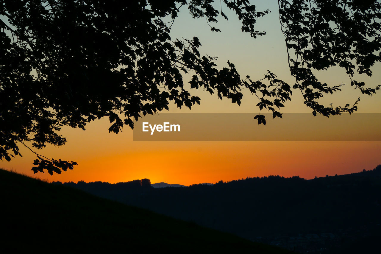 SILHOUETTE TREES AGAINST ORANGE SKY