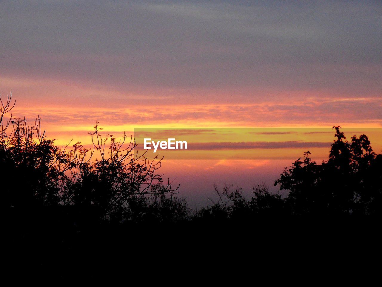 SILHOUETTE TREES AGAINST ORANGE SKY