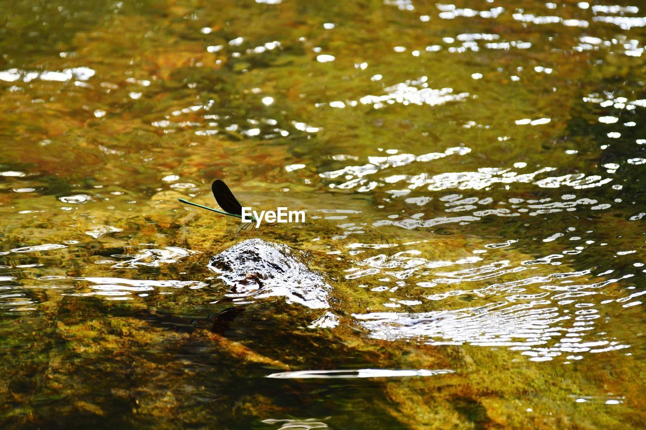 HIGH ANGLE VIEW OF TURTLE IN LAKE