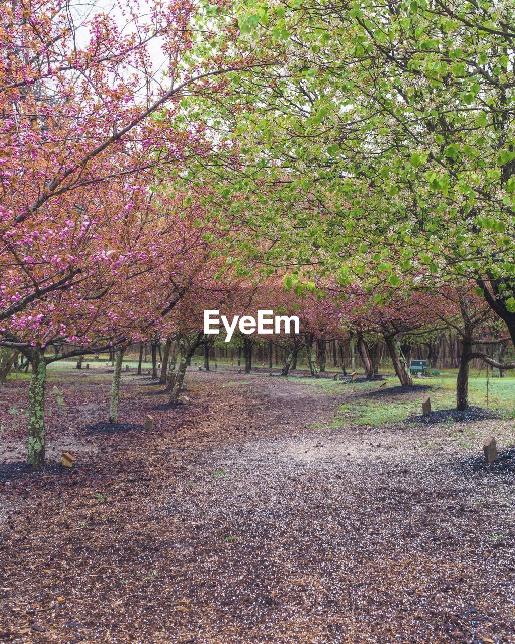 TREES IN PARK DURING AUTUMN