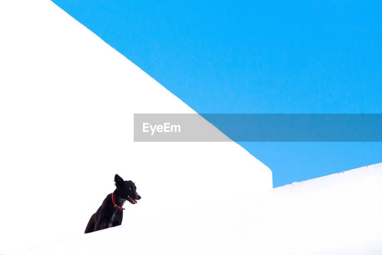 Low angle view of black dog on white building against clear blue sky