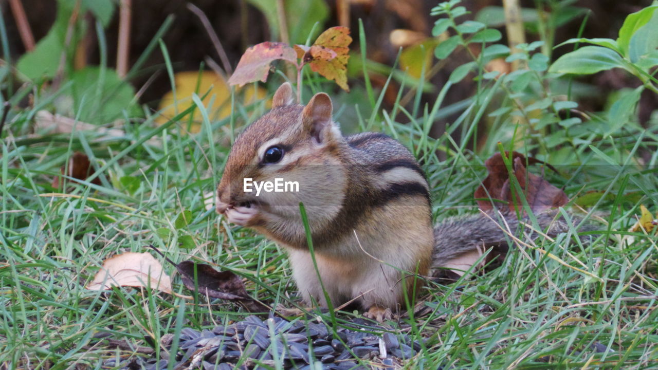 SQUIRREL STANDING ON FIELD