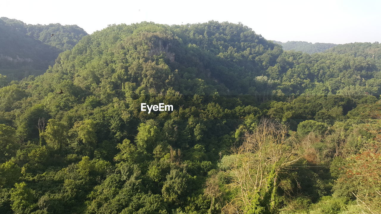 HIGH ANGLE VIEW OF TREES AND PLANTS GROWING IN FOREST