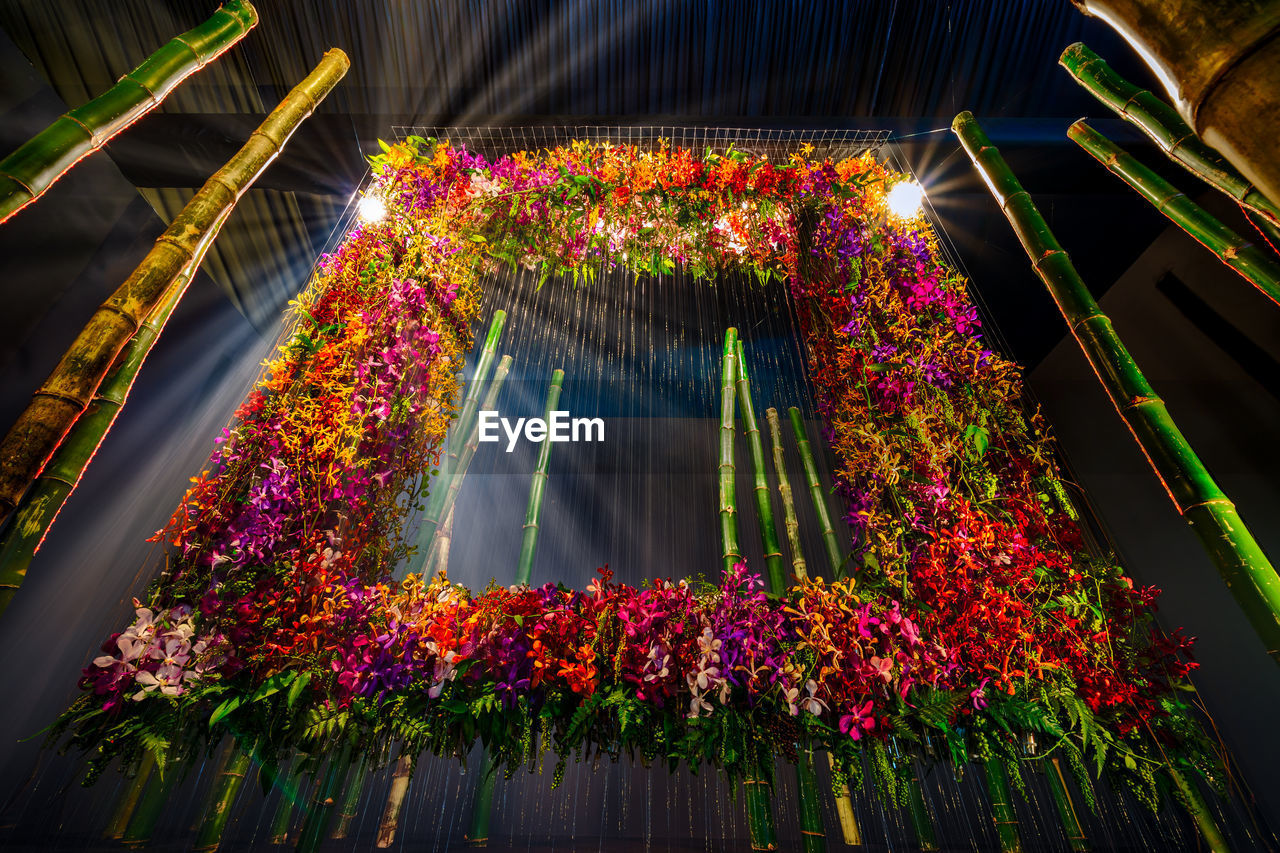 Low angle view of flowering plants at night