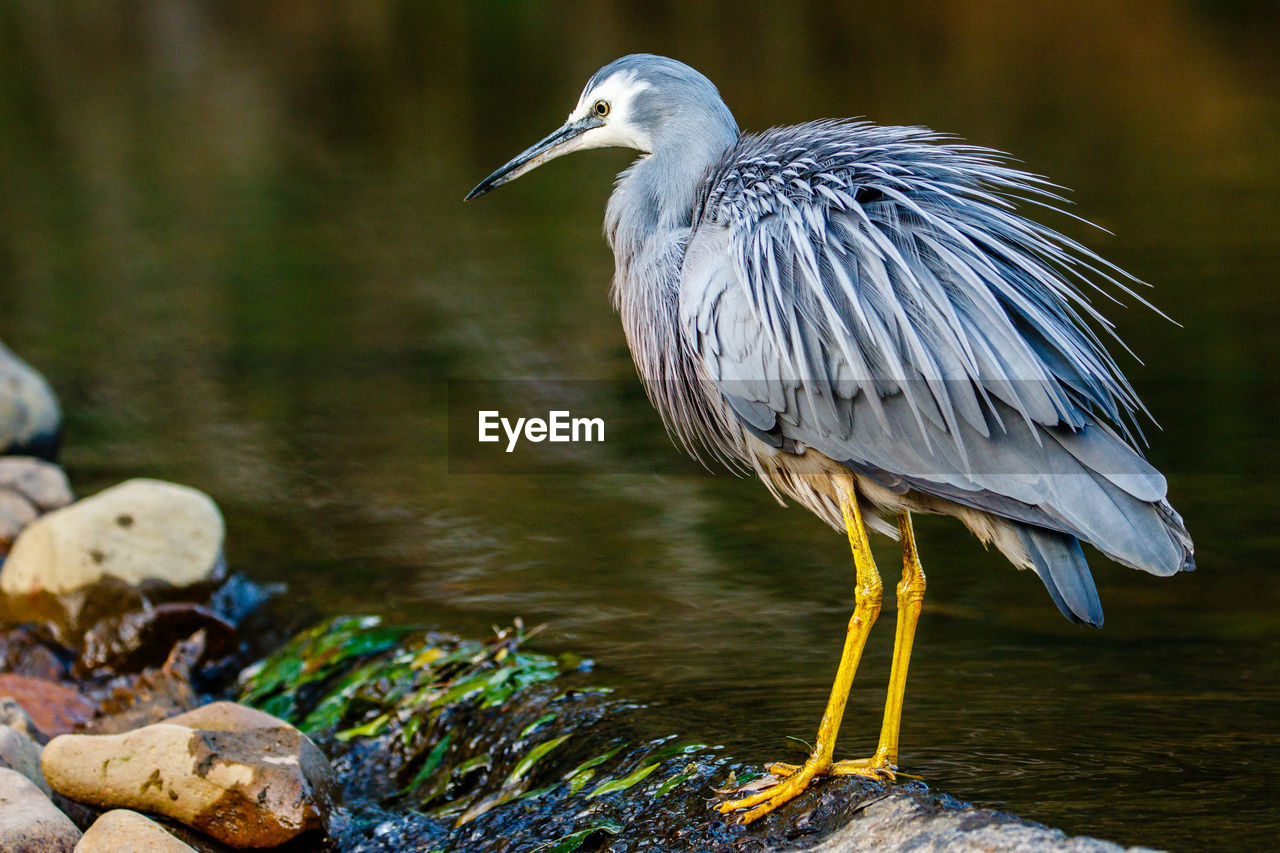 HIGH ANGLE VIEW OF GRAY HERON PERCHING ON ROCK BY LAKE