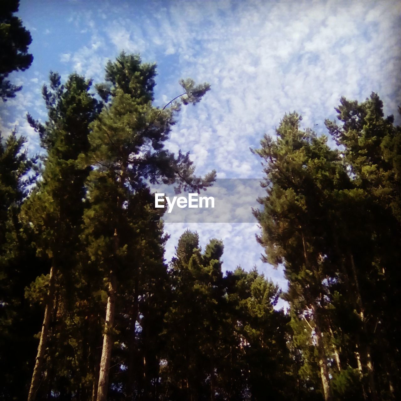 LOW ANGLE VIEW OF TREE AGAINST SKY