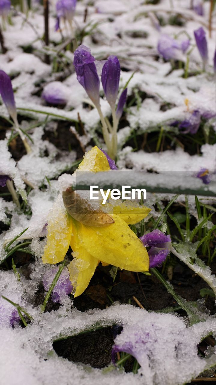 CLOSE-UP OF PURPLE FLOWER ON SNOW