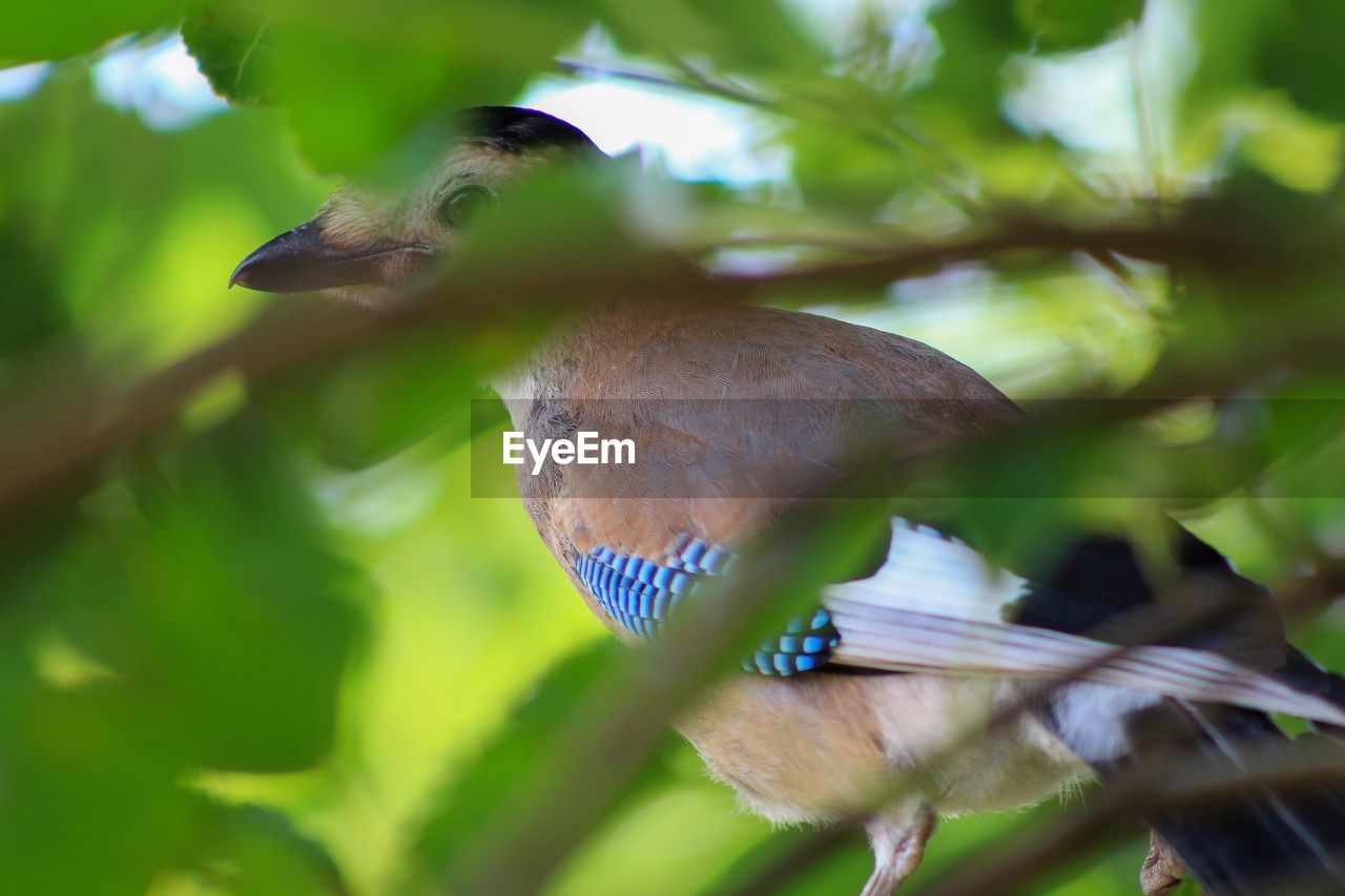 Close-up of bird perching on branch