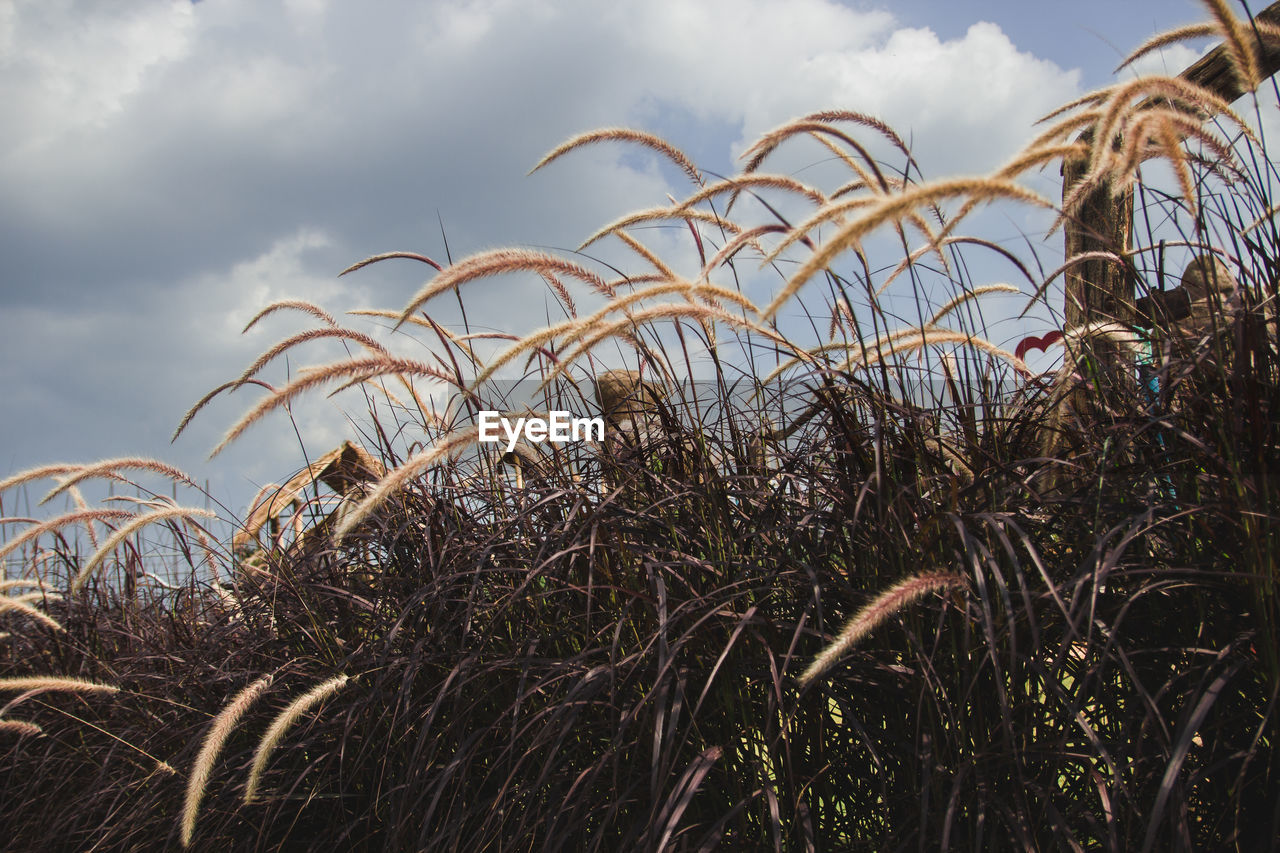 Close-up of grass on field against sky