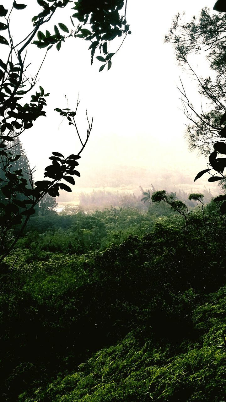 TREES ON LANDSCAPE AGAINST SKY