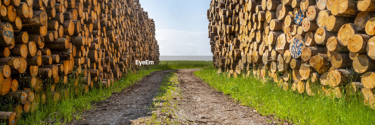 Wood logs at storage place