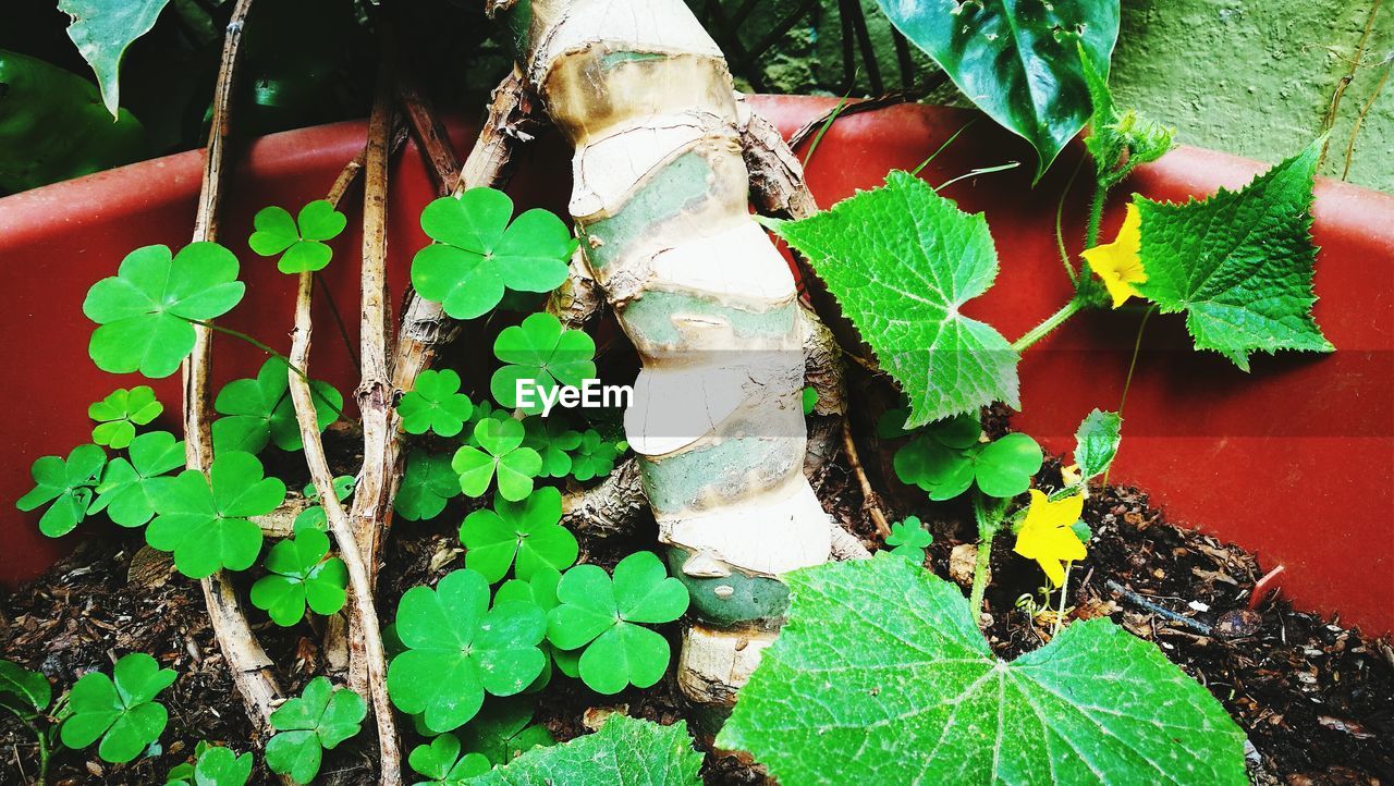 CLOSE-UP OF IVY GROWING ON POTTED PLANTS