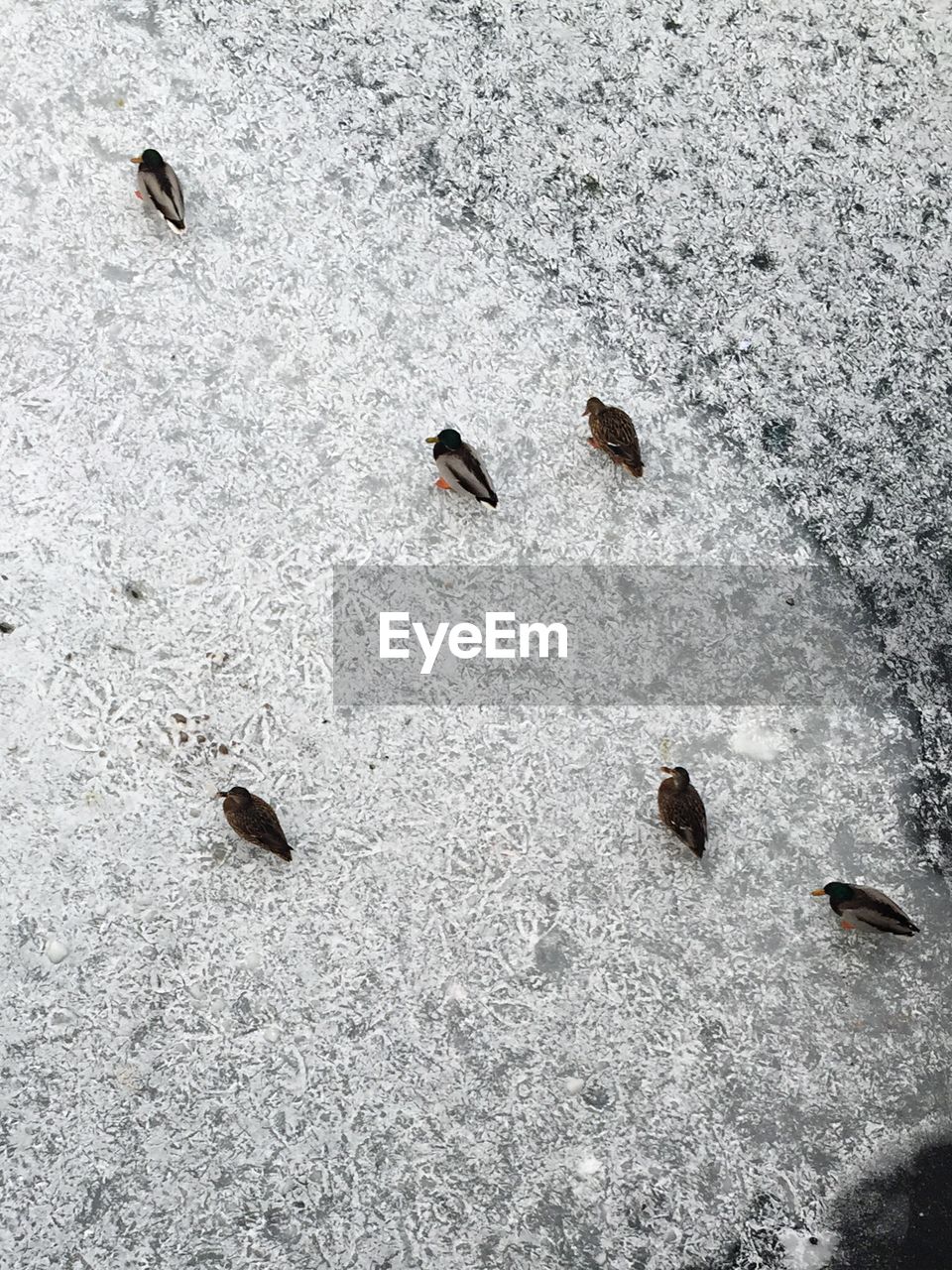 High angle view of bird on snow