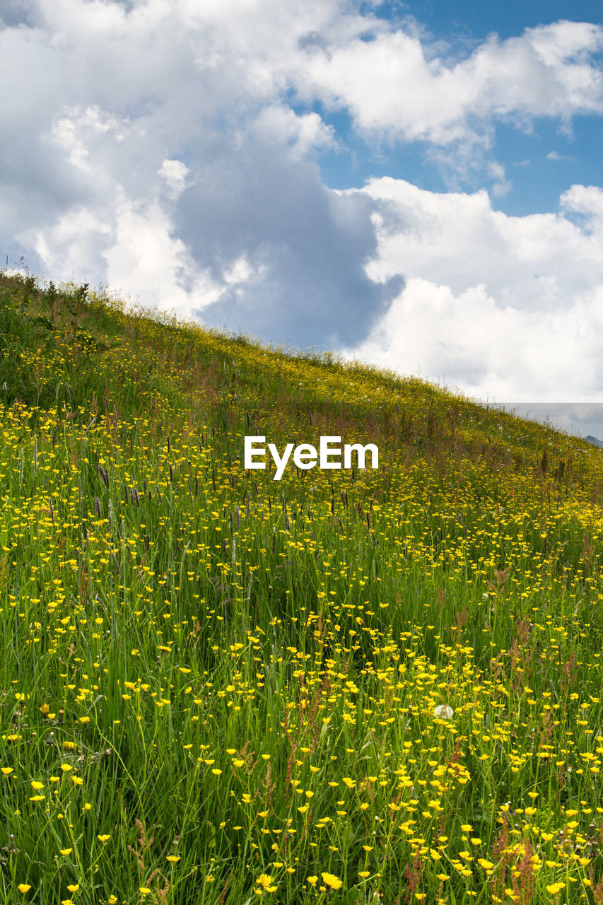 Yellow flowers growing in field