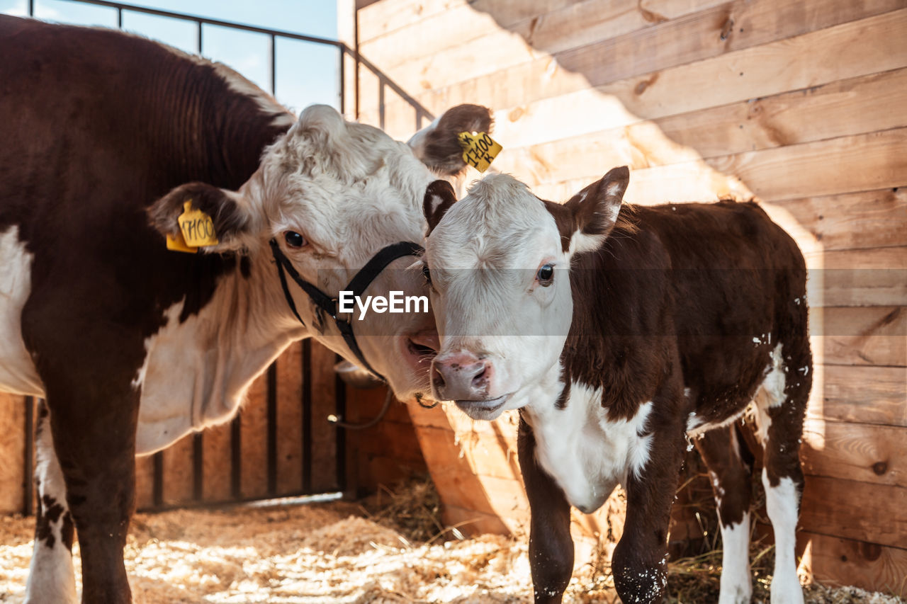 Portrait of a cow with a calf in the farm