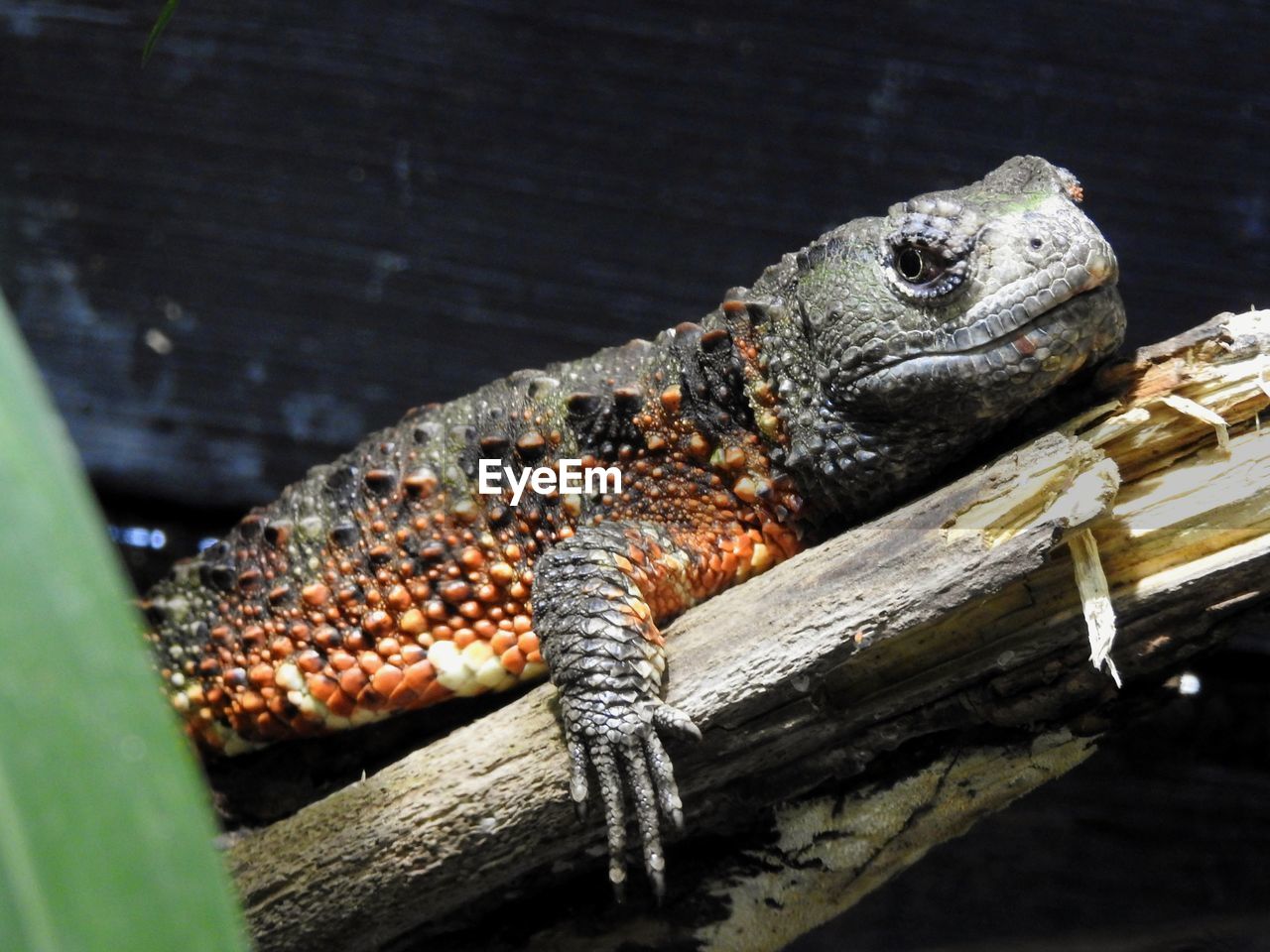 CLOSE-UP OF LIZARD ON WOOD