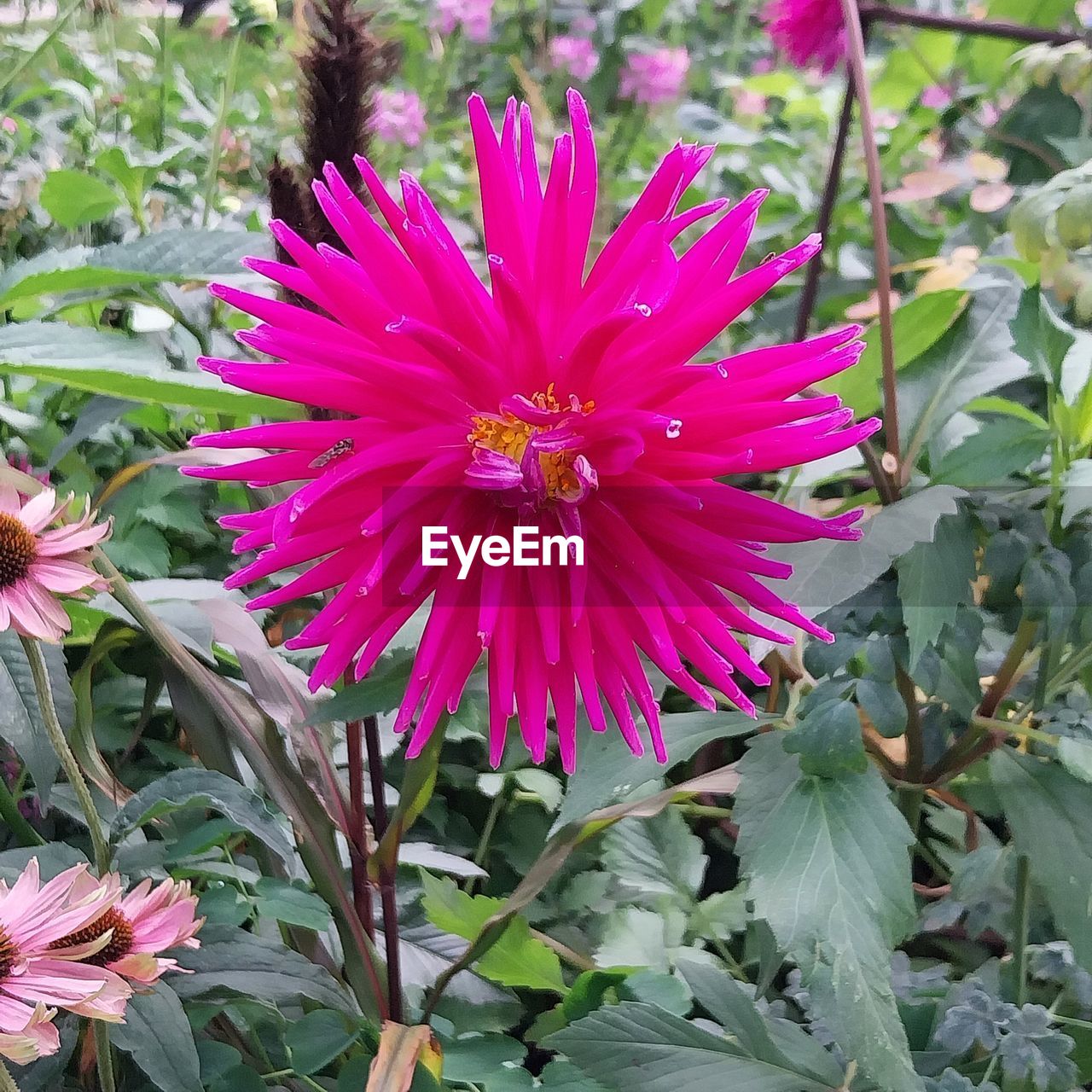 flower, flowering plant, plant, beauty in nature, freshness, growth, petal, fragility, flower head, inflorescence, close-up, pink, nature, leaf, plant part, no people, pollen, day, botany, outdoors, purple, blossom, green, springtime