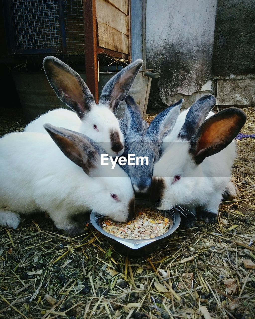 CLOSE-UP OF WHITE EATING FOOD