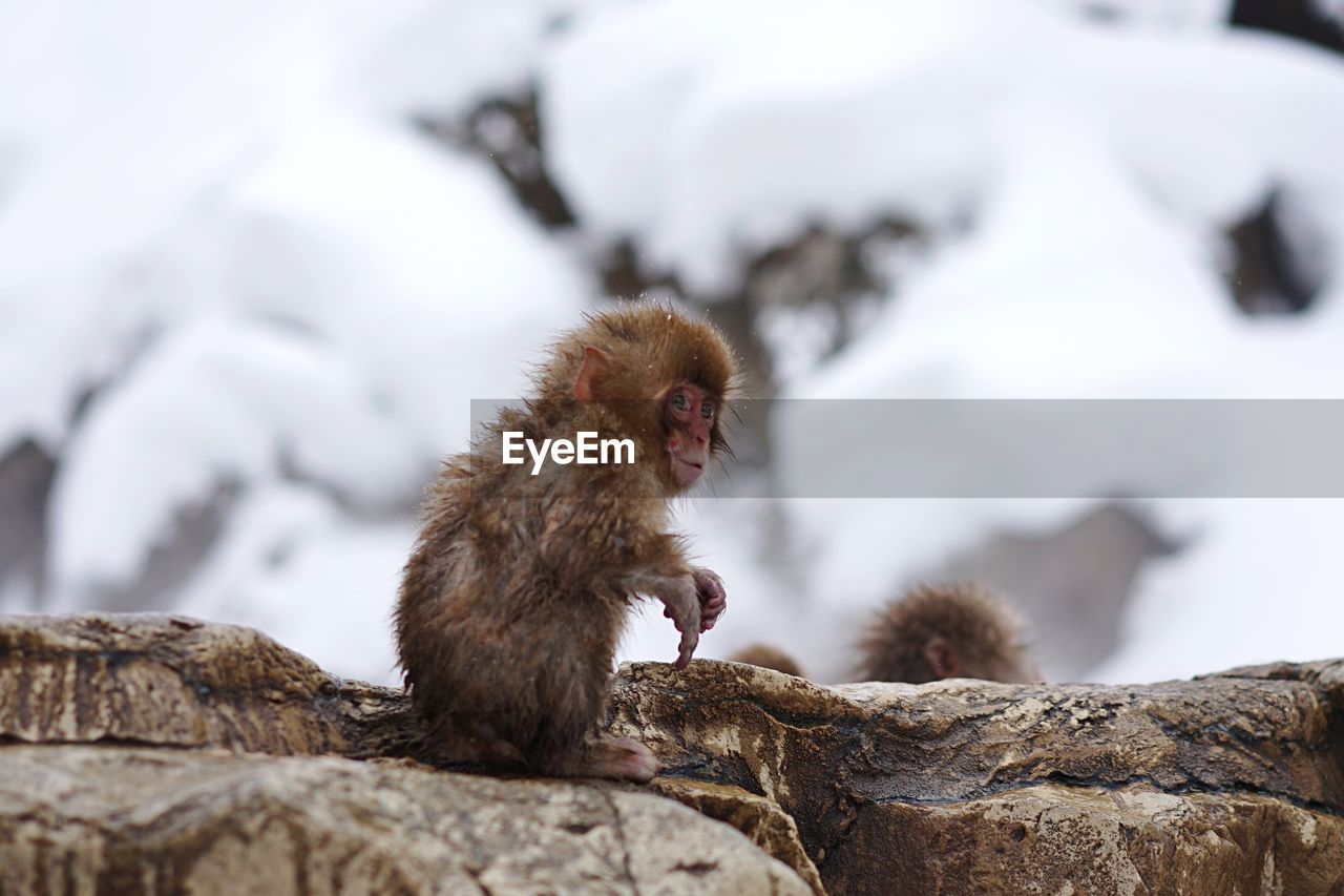 Close-up of baby snow monkey