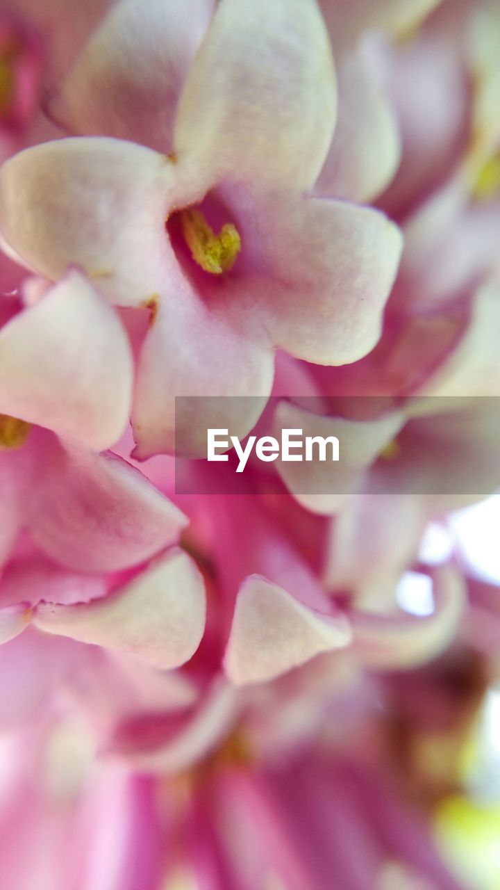 CLOSE-UP OF PINK FLOWERS BLOOMING