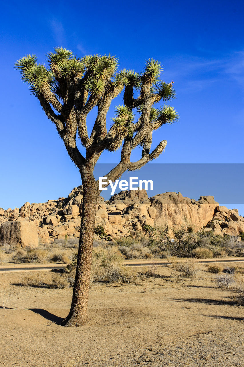 Tree on rock against blue sky