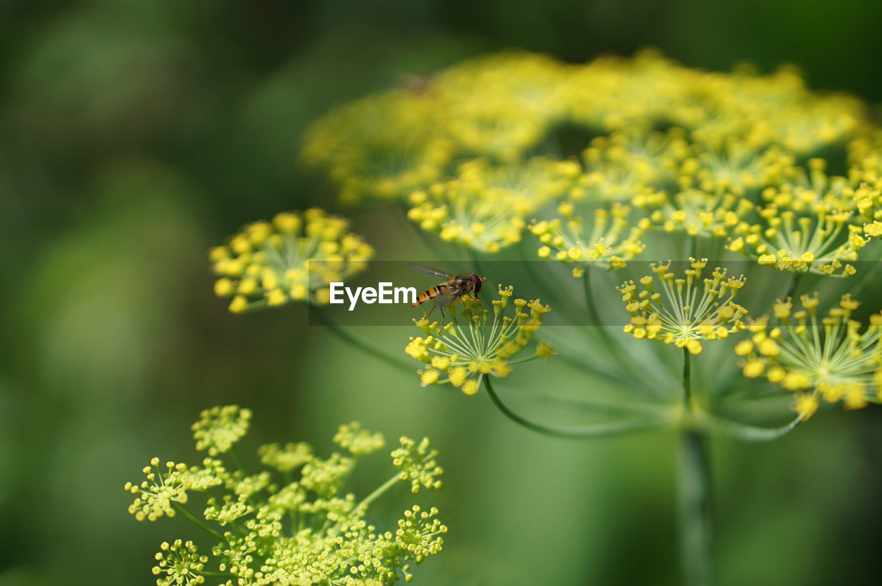 CLOSE-UP OF BUTTERFLY POLLINATING ON YELLOW FLOWER