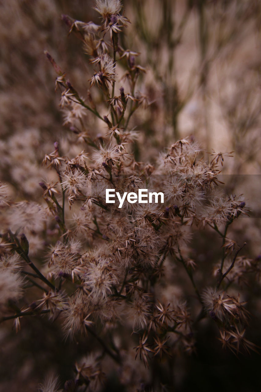 focus Beauty In Nature Brown Close-up Day Dead Plant Dried Dried Plant Dry Flower Flowering Plant Focus On Foreground Fragility Freshness Growth Nature No People Outdoors Plant Selective Focus Tranquility Vulnerability  Wilted Plant