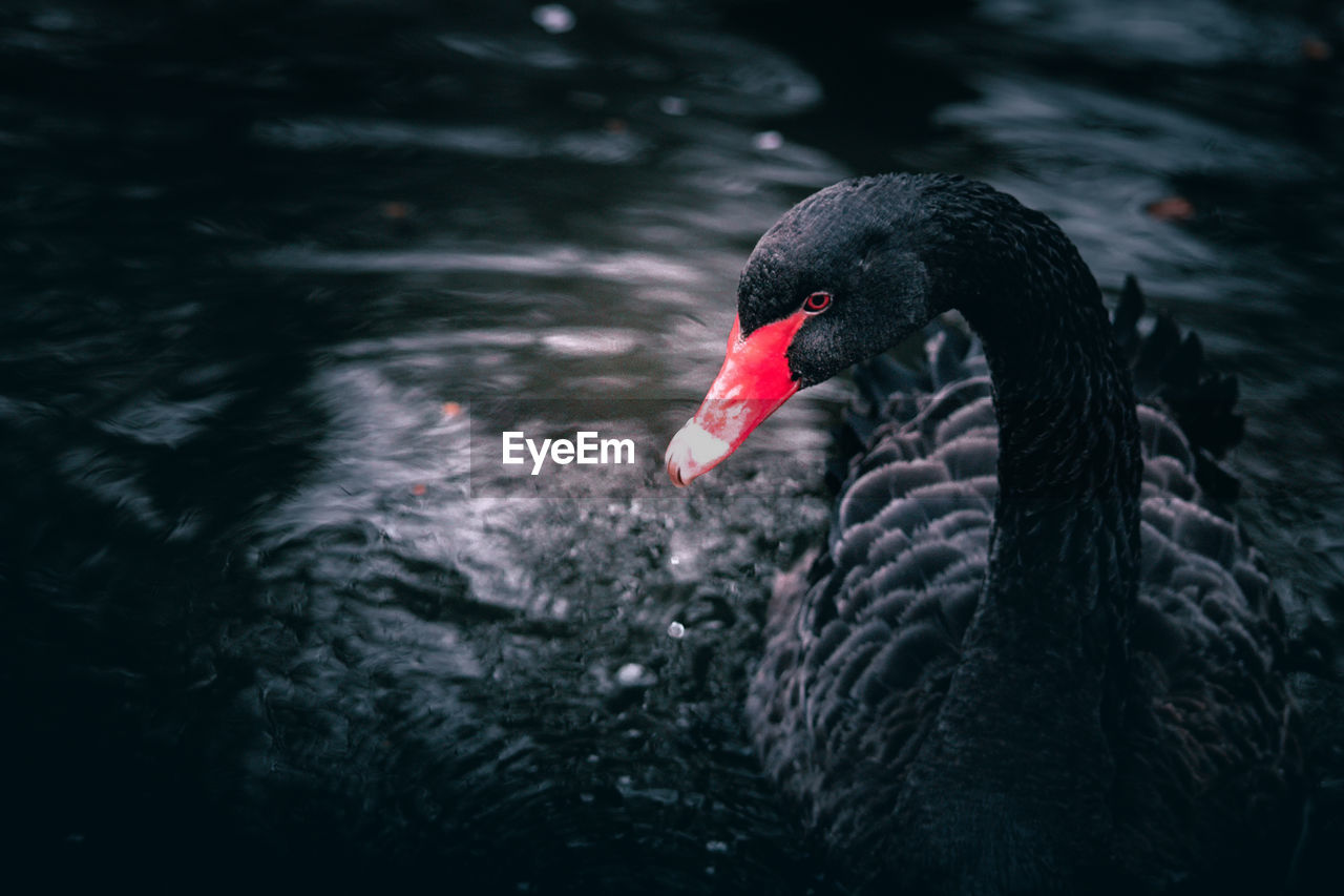 Close-up of swan swimming in lake