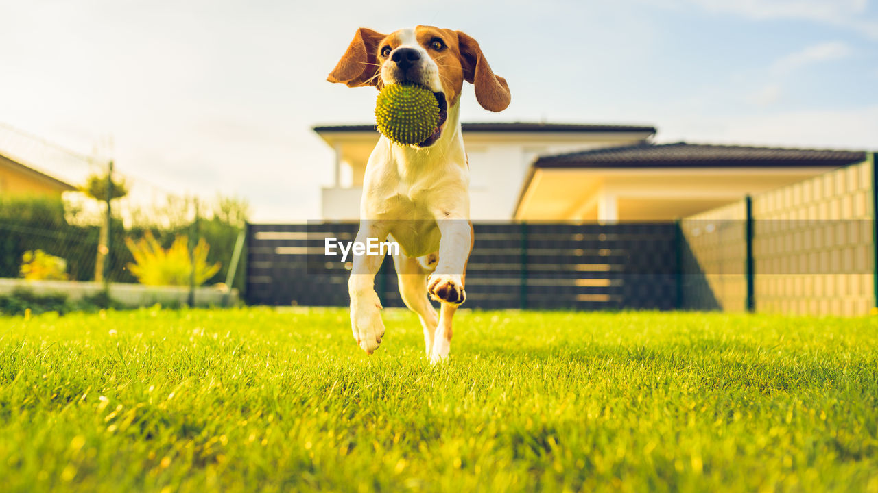 Dog with ball playing in yard