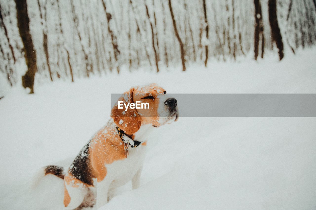 Dog on snow covered land