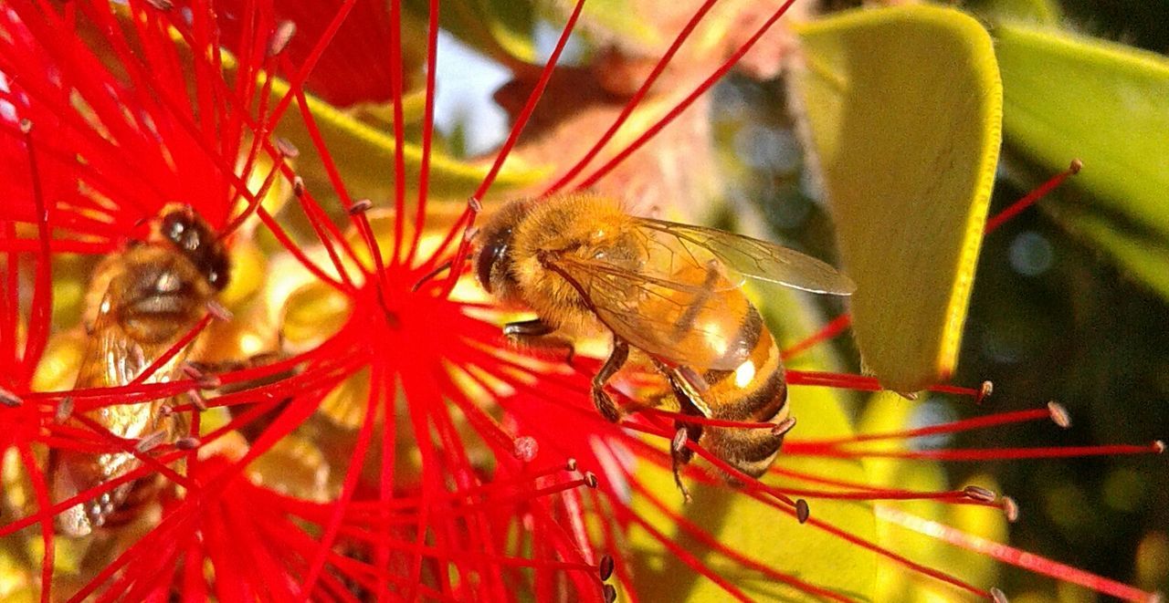 CLOSE-UP OF INSECT ON FLOWER OUTDOORS