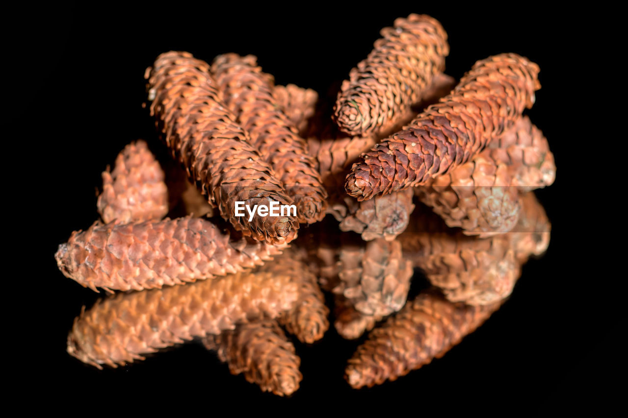 Close-up of pine cones against black background