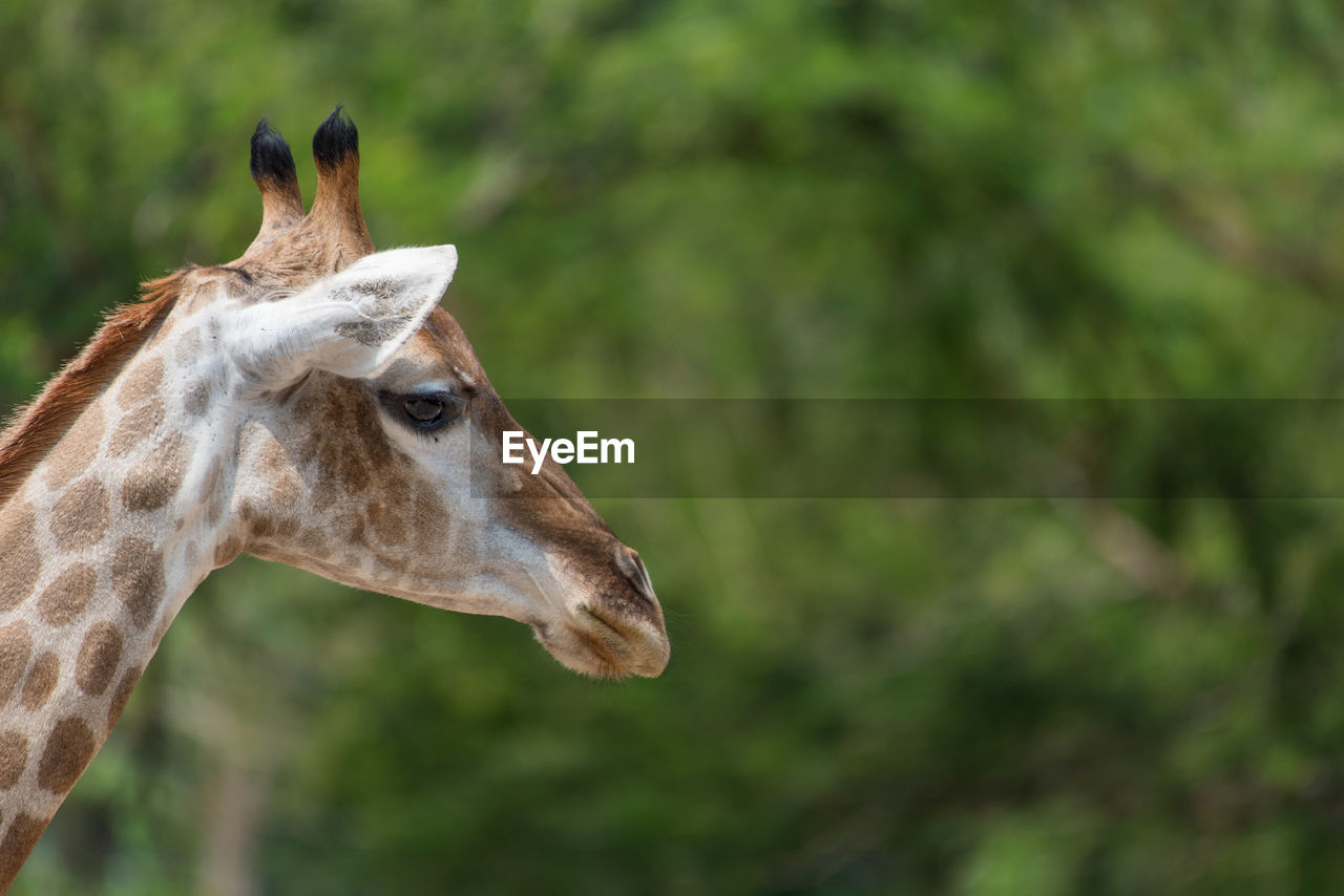 Giraffe in the zoo on green background, detail of head