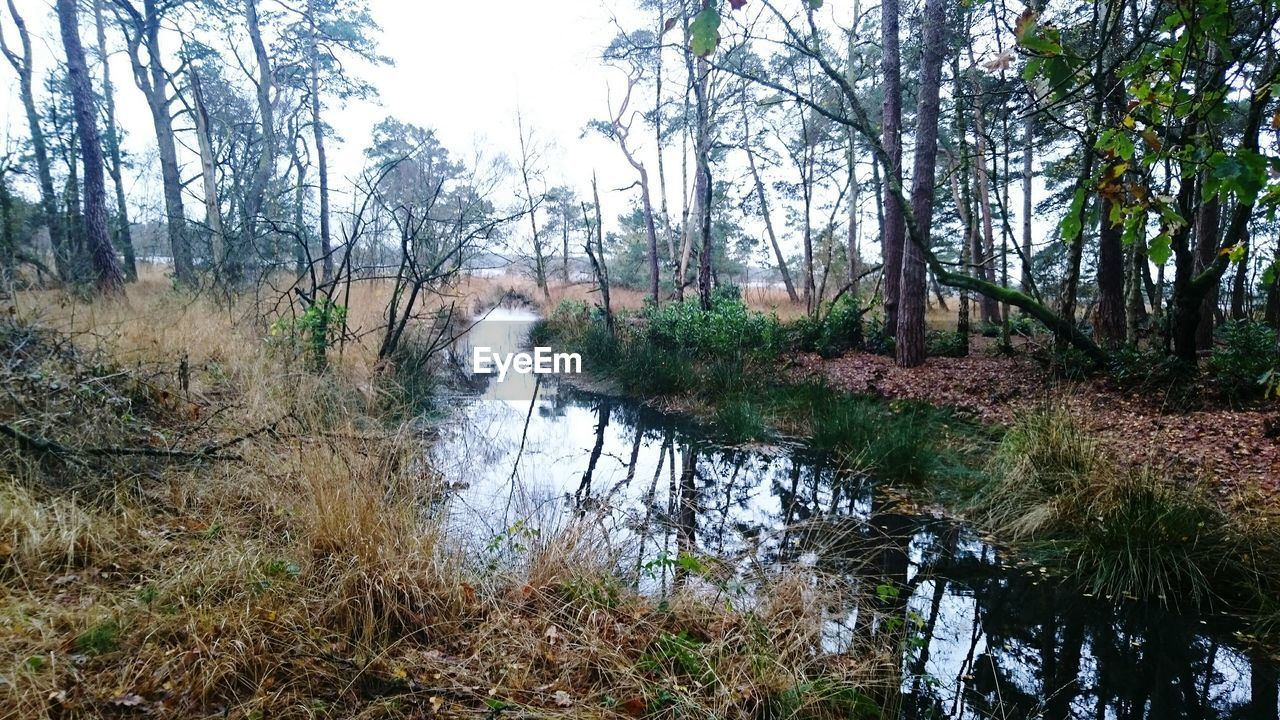 RIVER PASSING THROUGH FOREST