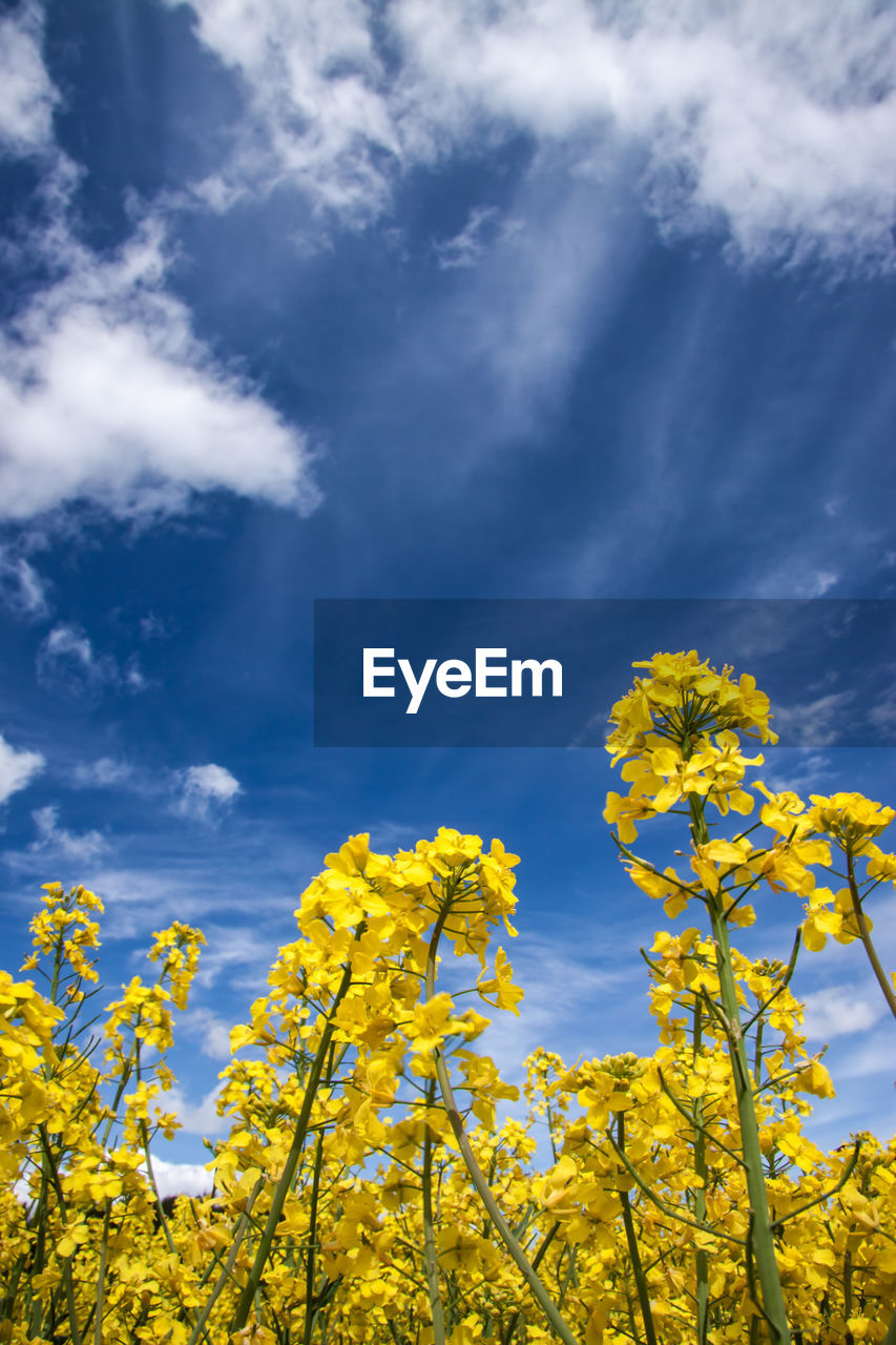 LOW ANGLE VIEW OF FRESH YELLOW FLOWERING PLANTS AGAINST SKY