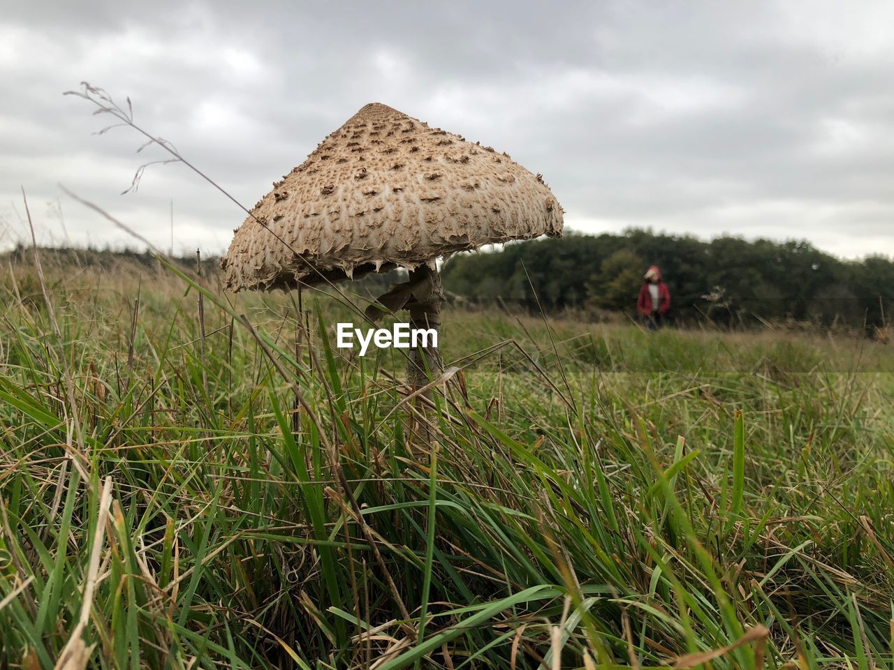 Mushroom growing on field against sky