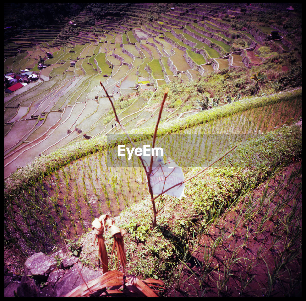 50 shades of rice Agriculture Analogue Photography ASIA Banaue Batad Farming In Philippines Green Rice Irrigation Lomography Medium Format Mountains Nature No People Philippines Rice Rice And Mountains Rice And Sky Rice Paddy Rice Terrace Stairways Rice Terraces Seedlings Slide Travel Young Rice
