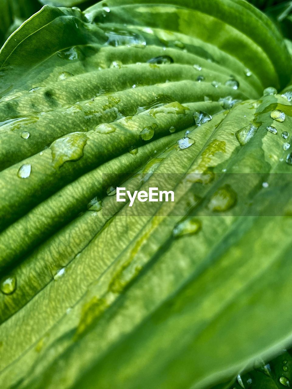Close-up of green leaves