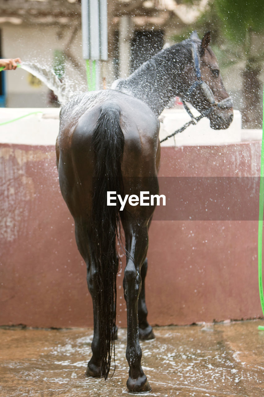 Photo of a horse being washed, rear view