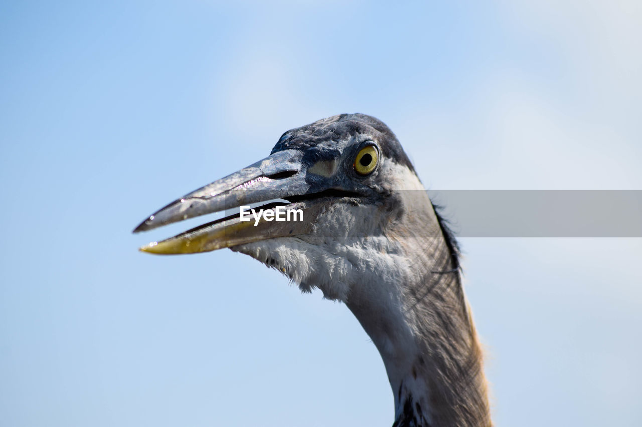 Close-up of bird against sky