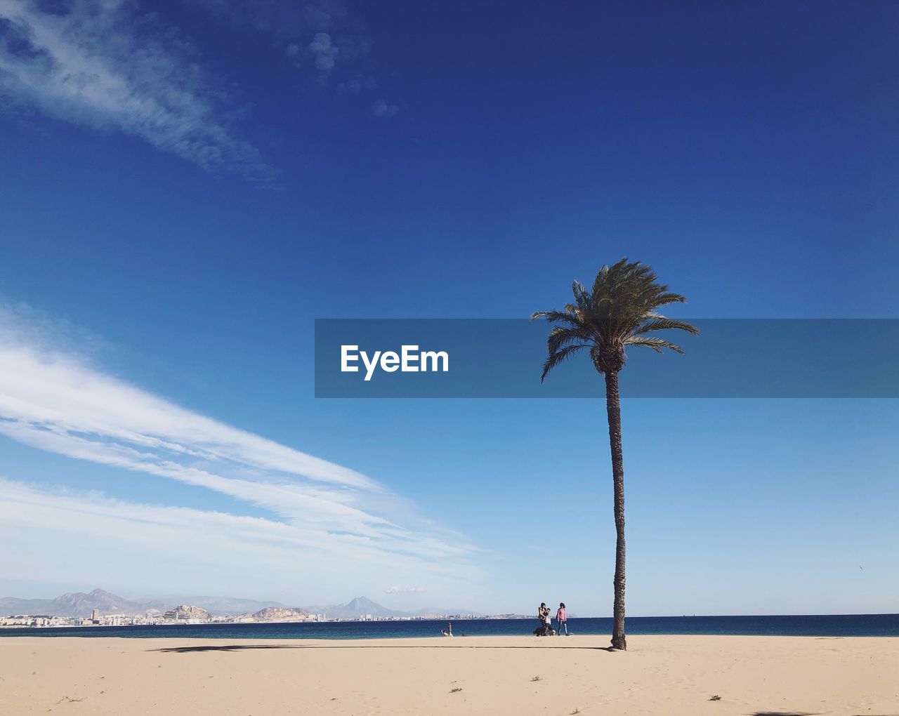 Palm trees on beach against blue sky