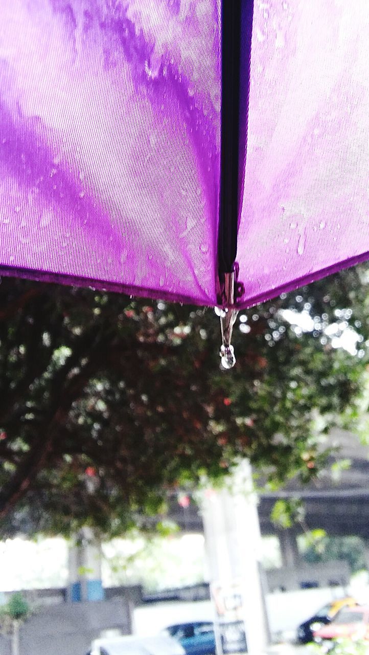 CLOSE-UP OF WATER IN TREE