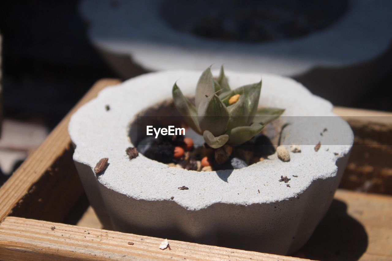 Close-up of plant in stone